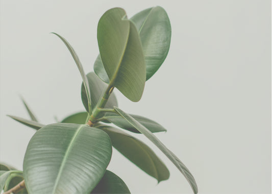 Rubber Grows on Trees: The Story of the Rain Boot